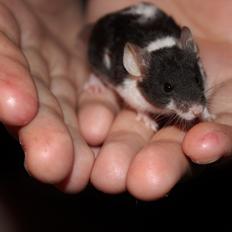 Mus Hedegaard's Snehvide