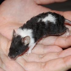 Mus Hedegaard's Snehvide