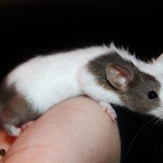 Mus Hedegaard's Fiona