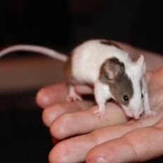 Mus Hedegaard's Fiona