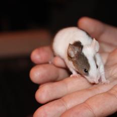 Mus Hedegaard's Fiona