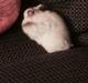 Hamster Phoebe
