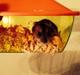 Dværghamster Hammi