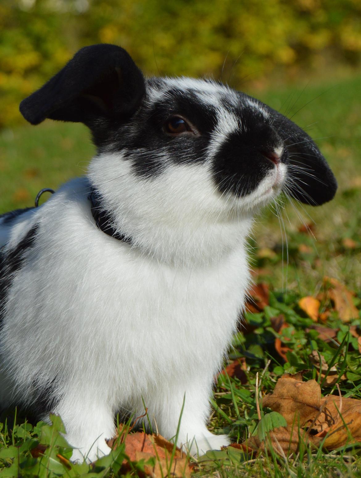 Kanin Vimse aka. "Nullerungen" - 2 måneder gammel billede 15