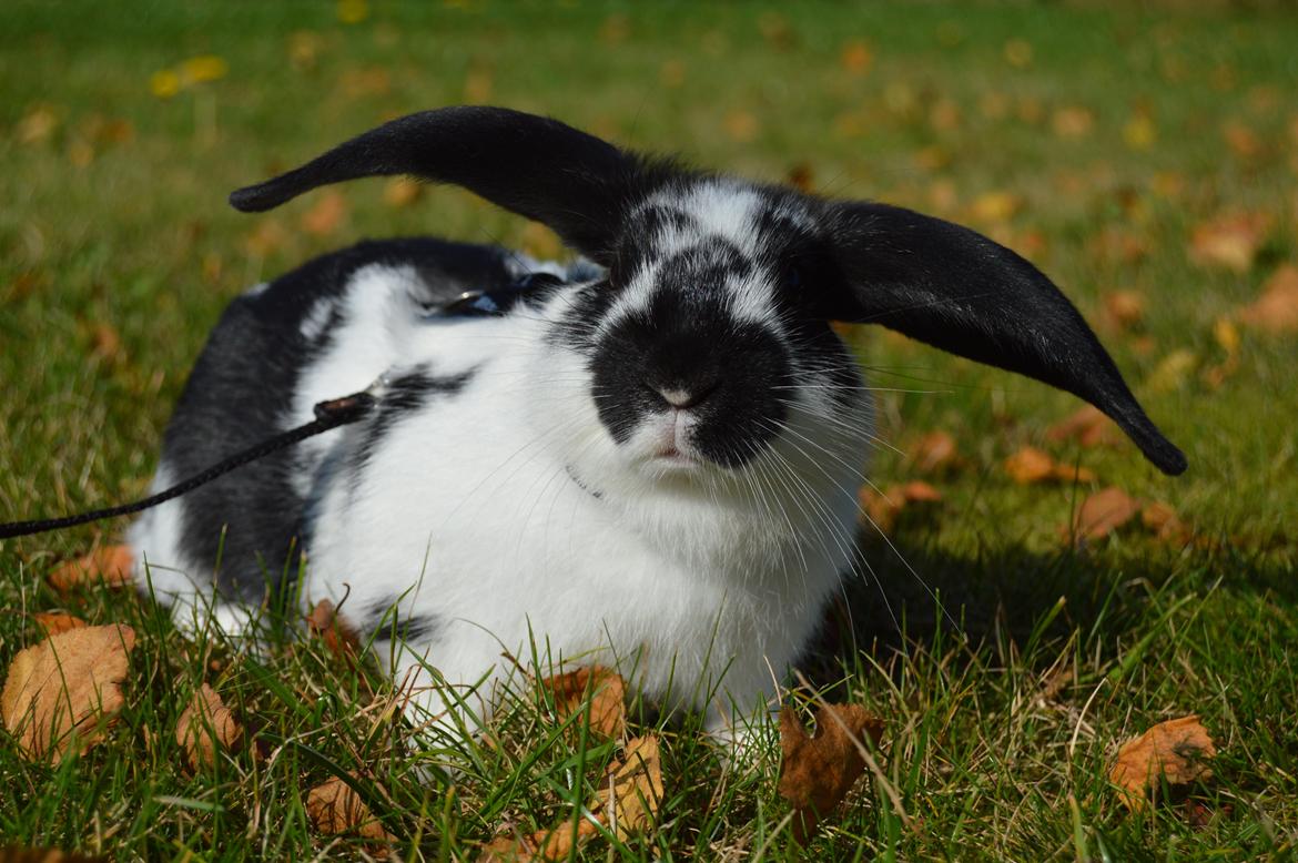 Kanin Vimse aka. "Nullerungen" - 2 måneder gammel billede 16