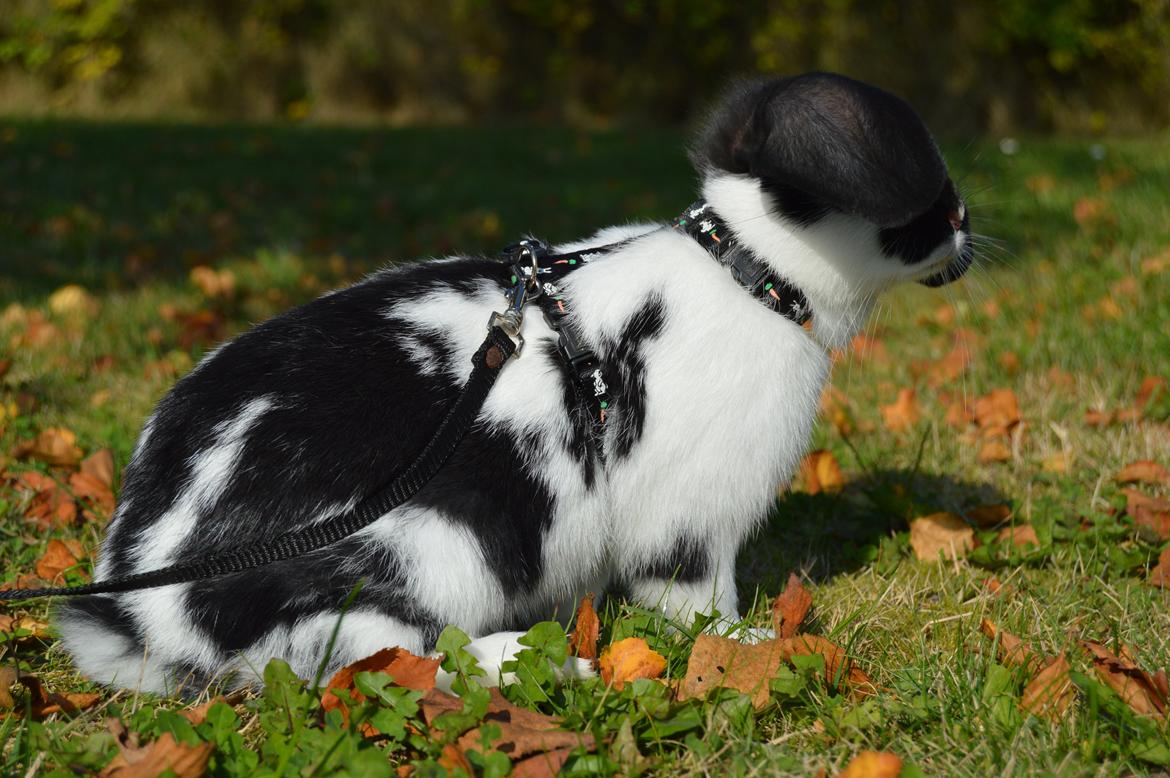 Kanin Vimse aka. "Nullerungen" - 2 måneder gammel billede 18