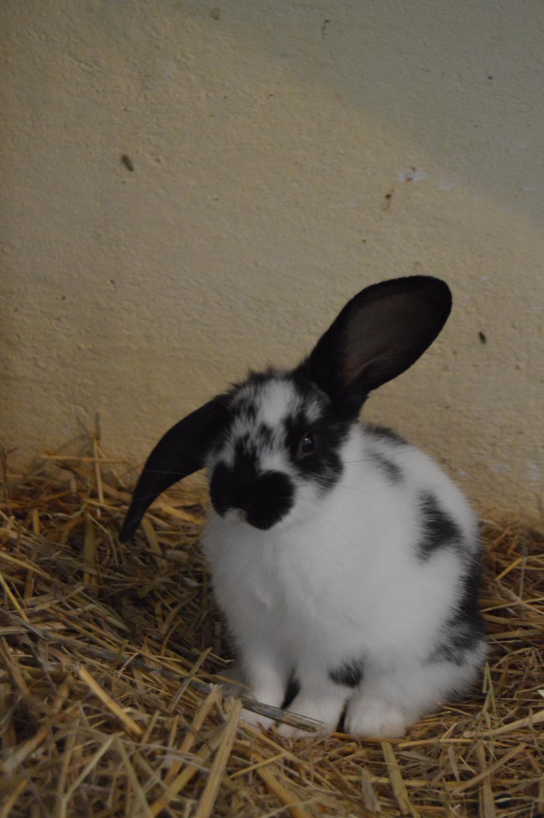 Kanin Vimse aka. "Nullerungen" - 4 uger eller sådan noget billede 24