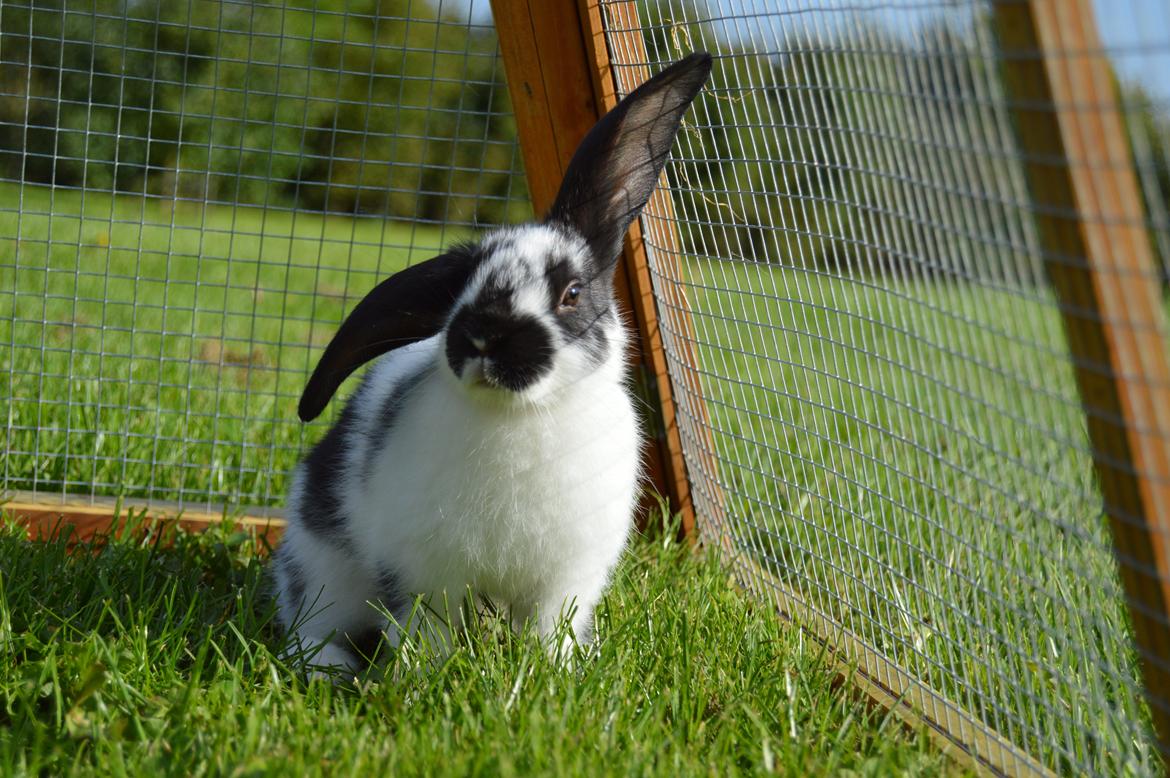Kanin Vimse aka. "Nullerungen" - ca. 5 uger gammel billede 23