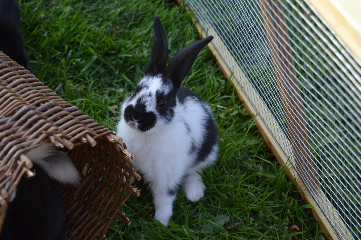 Kanin Vimse aka. "Nullerungen" - omkring 1 måned gammmel billede 25