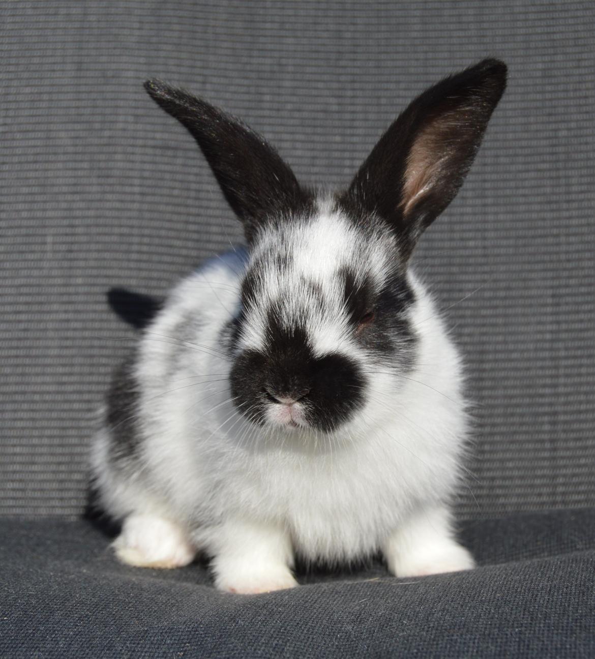 Kanin Vimse aka. "Nullerungen" - 3 uger gammel billede 26
