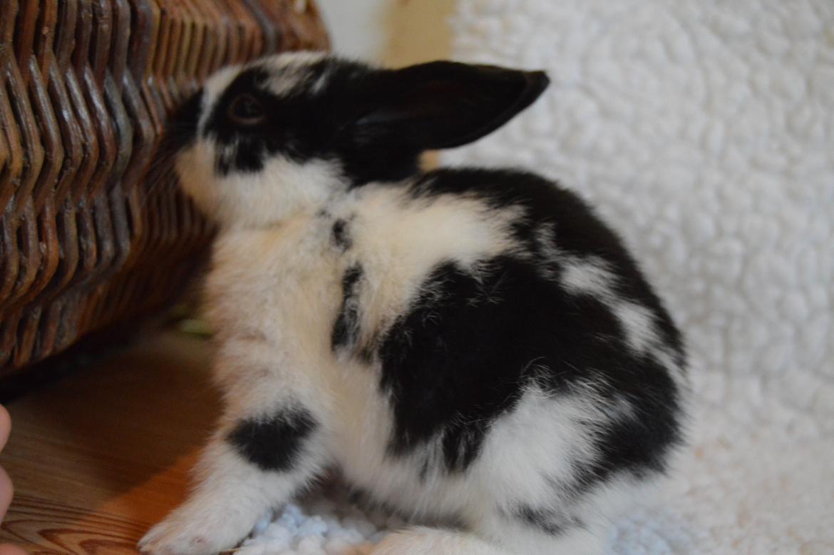 Kanin Vimse aka. "Nullerungen" - knap 2 uger billede 27