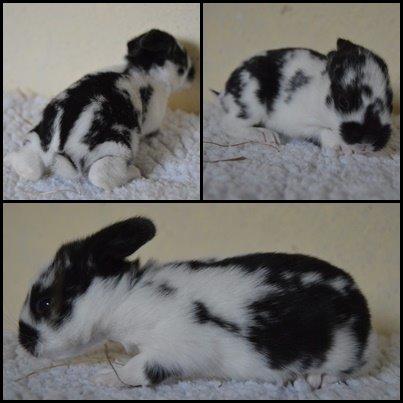 Kanin Vimse aka. "Nullerungen" - 11 dage "nu med øjne" billede 28