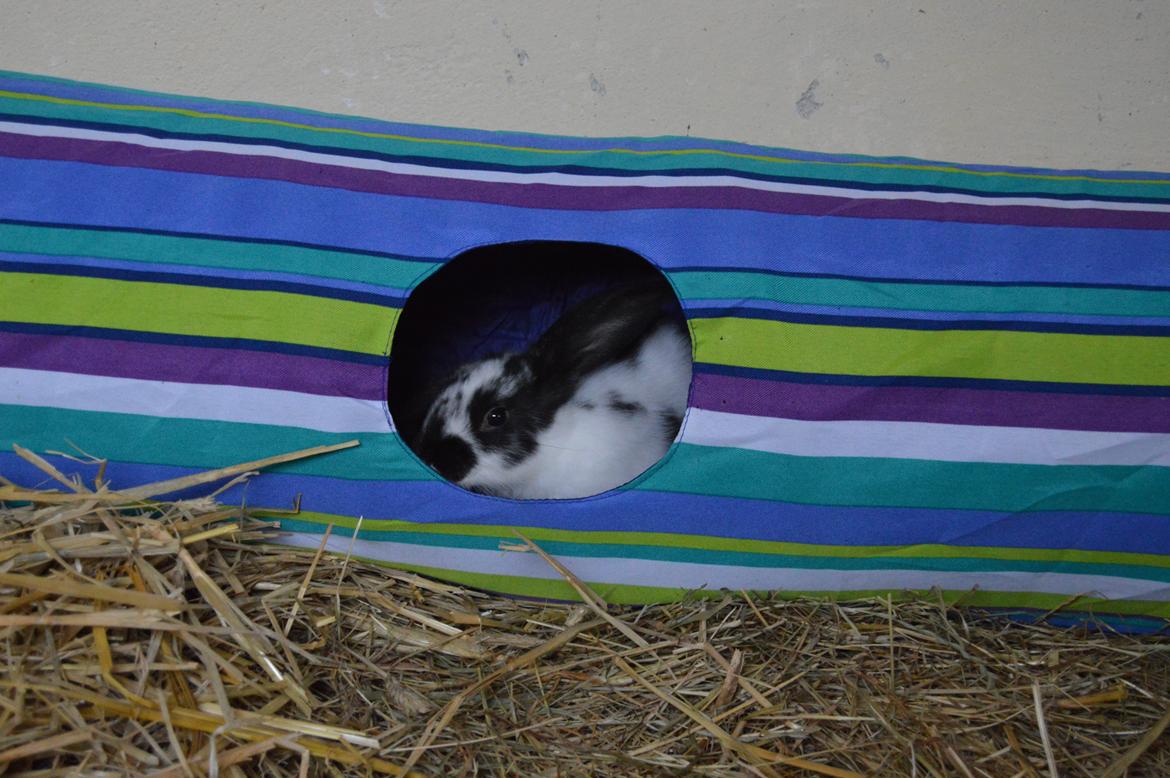 Kanin Vimse aka. "Nullerungen" - godt 7 uger gammel billede 22