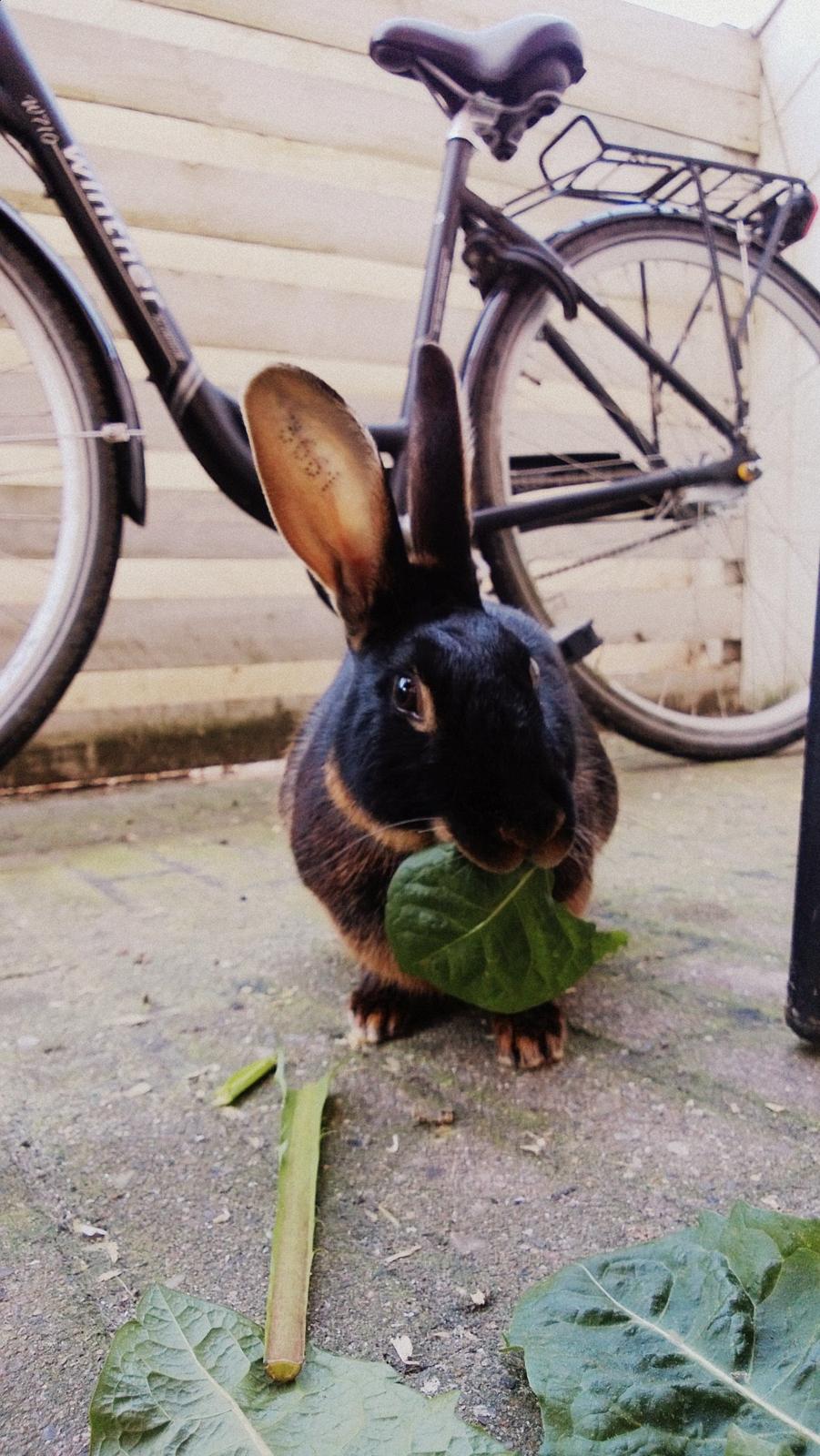 Kanin Eugene billede 15