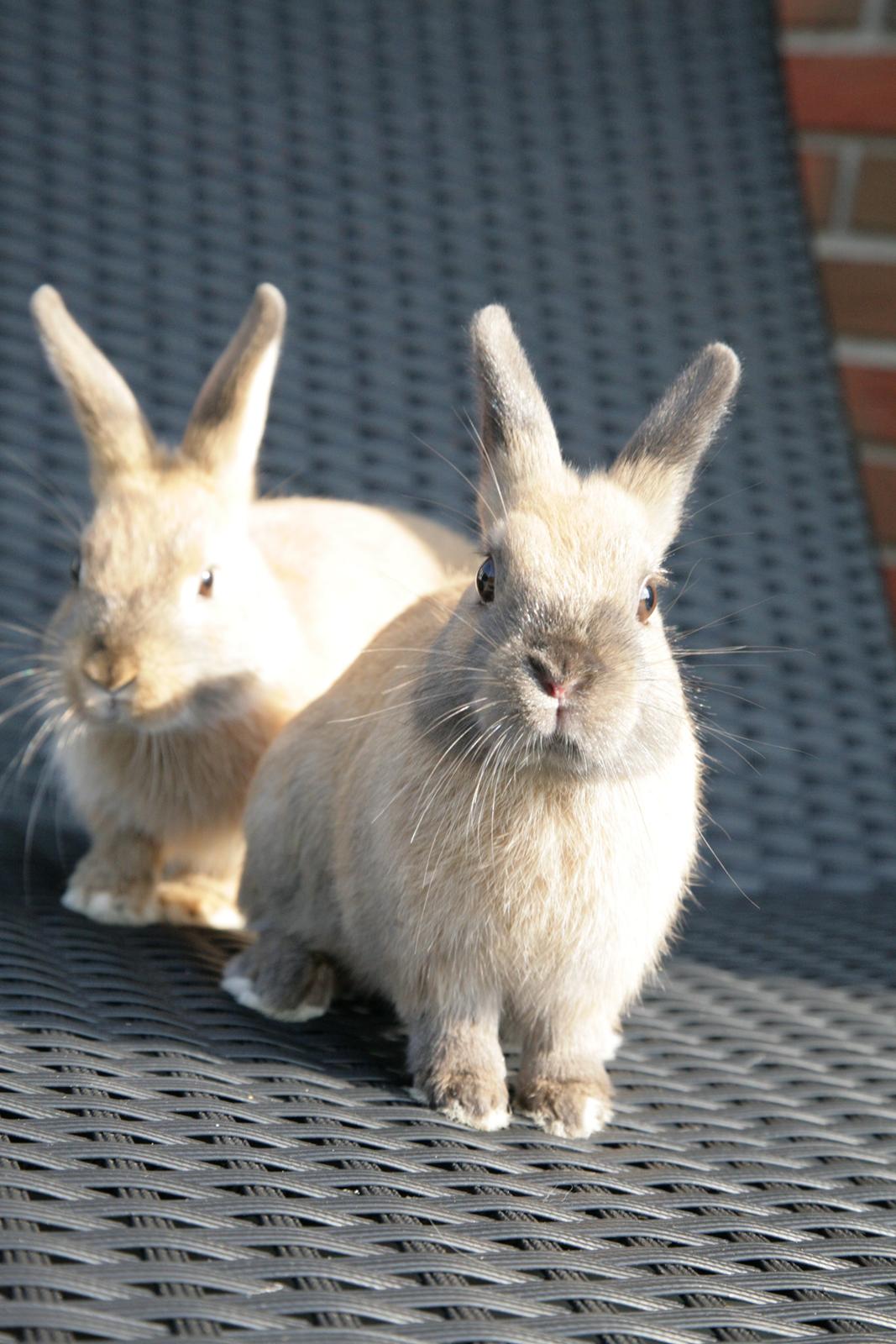 Kanin Mona Lisa billede 1