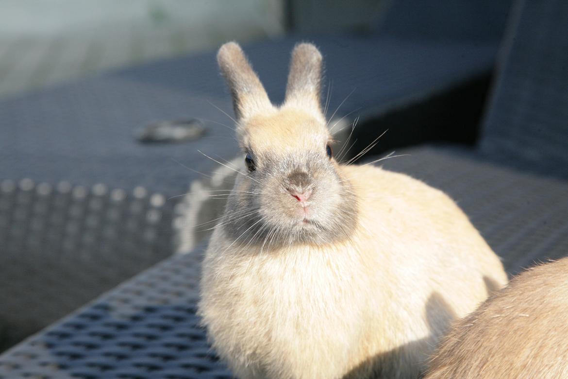 Kanin Mona Lisa billede 2