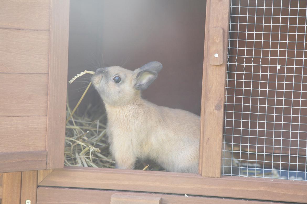 Kanin Mona Lisa billede 4