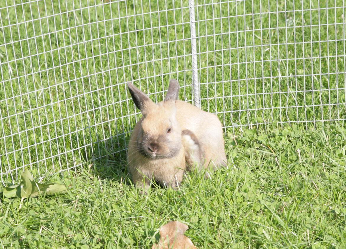 Kanin Mona Lisa billede 5