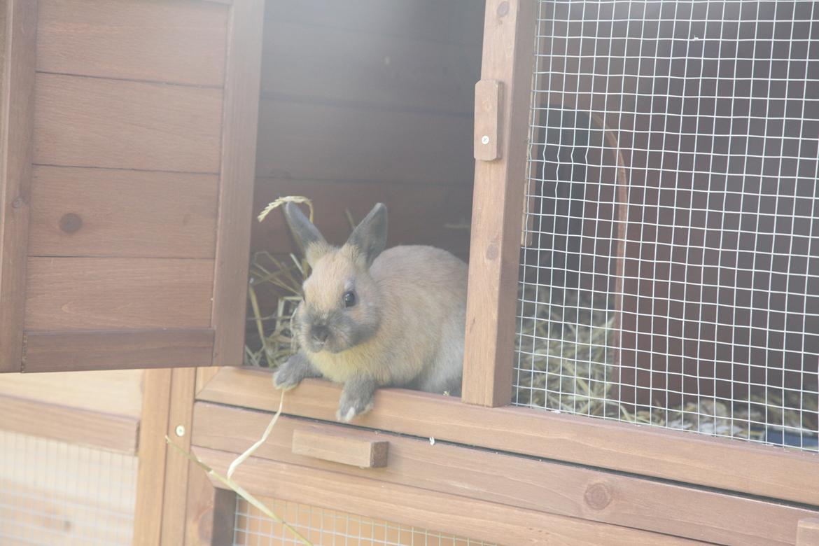 Kanin Mona Lisa billede 6