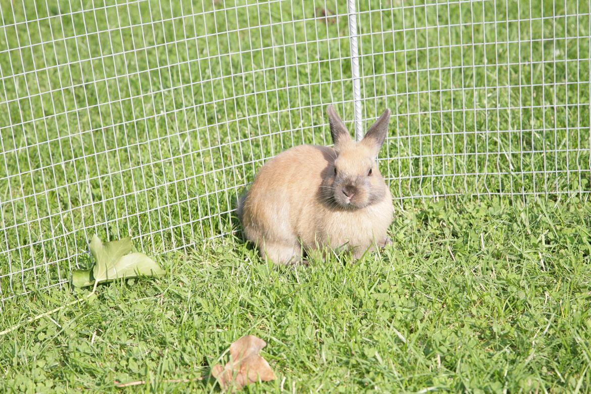 Kanin Mona Lisa billede 3