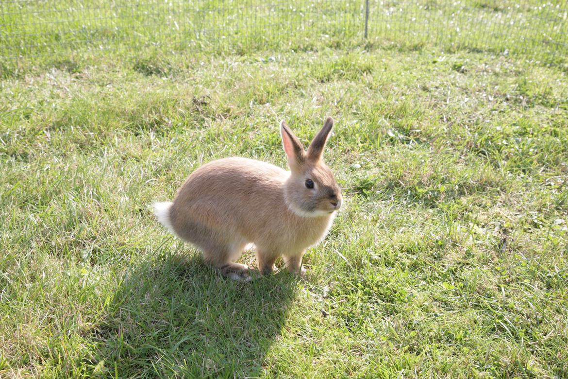 Kanin Molly billede 1