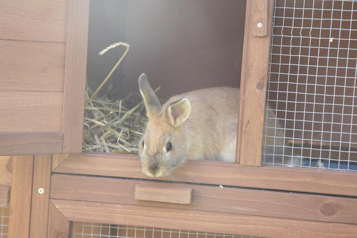 Kanin Molly billede 2