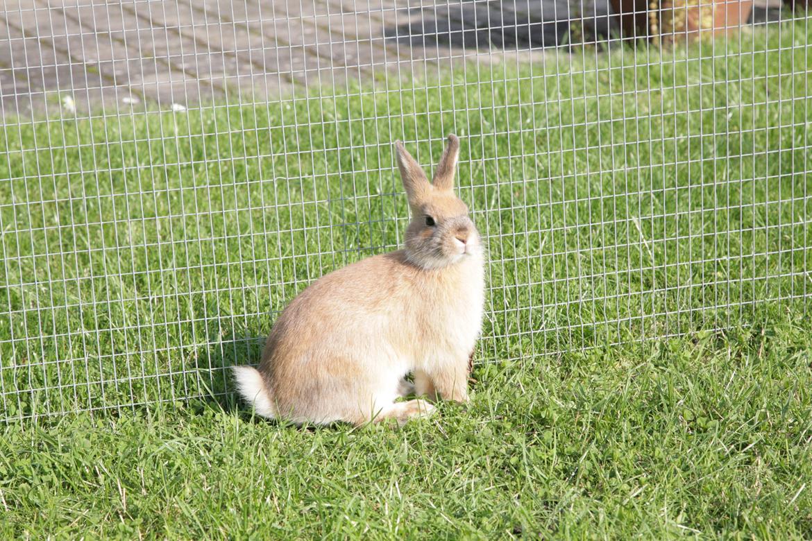 Kanin Molly billede 4