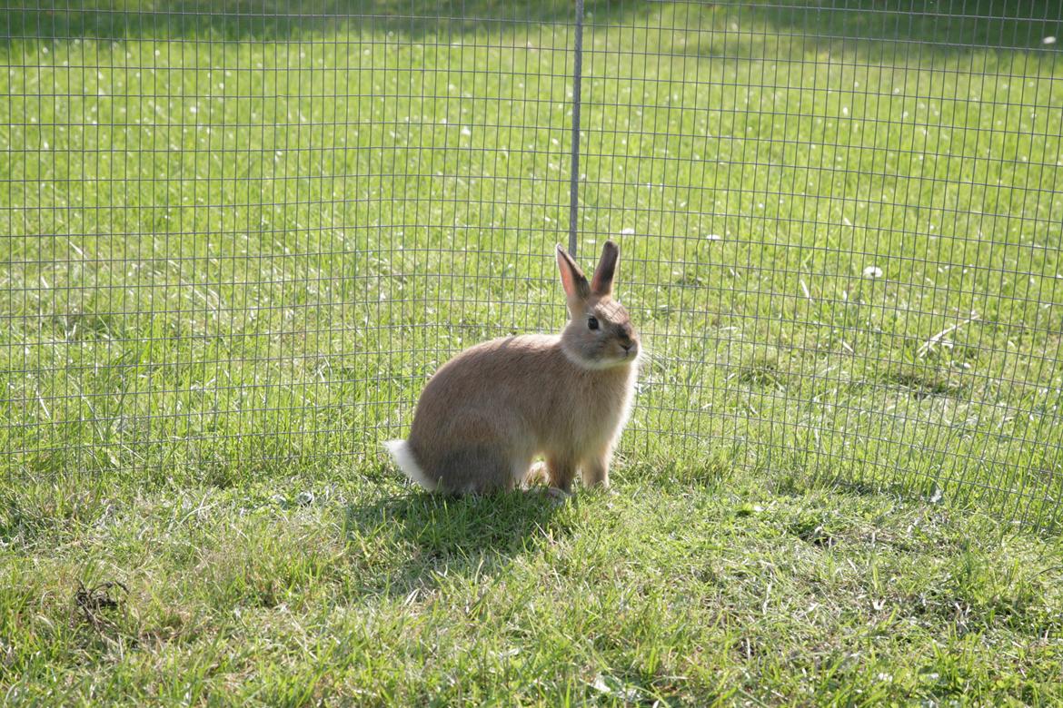 Kanin Molly billede 5