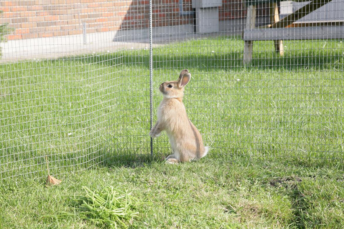 Kanin Molly billede 3