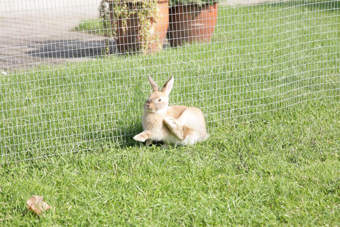 Kanin Molly billede 7