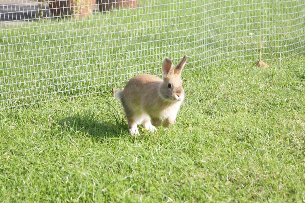 Kanin Molly billede 8