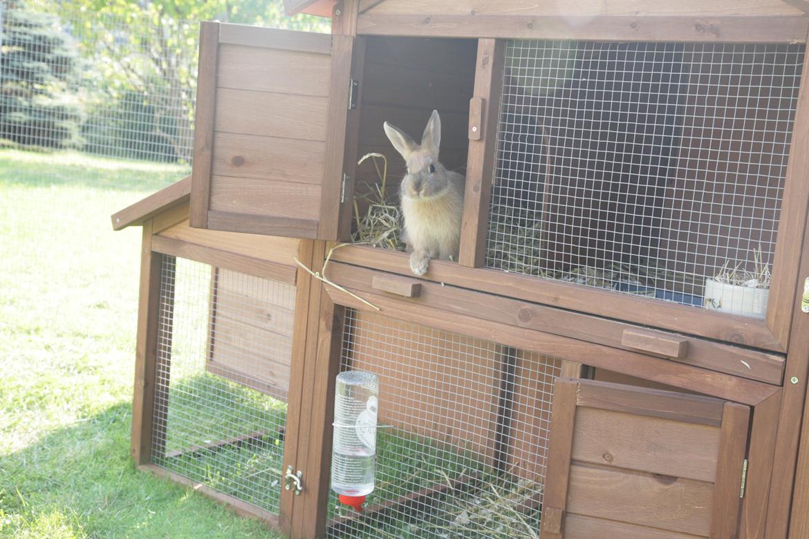 Kanin Molly billede 6