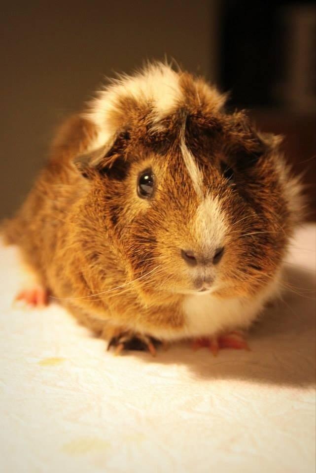 Marsvin Max - Velkommen til Max's profil! :D billede 1