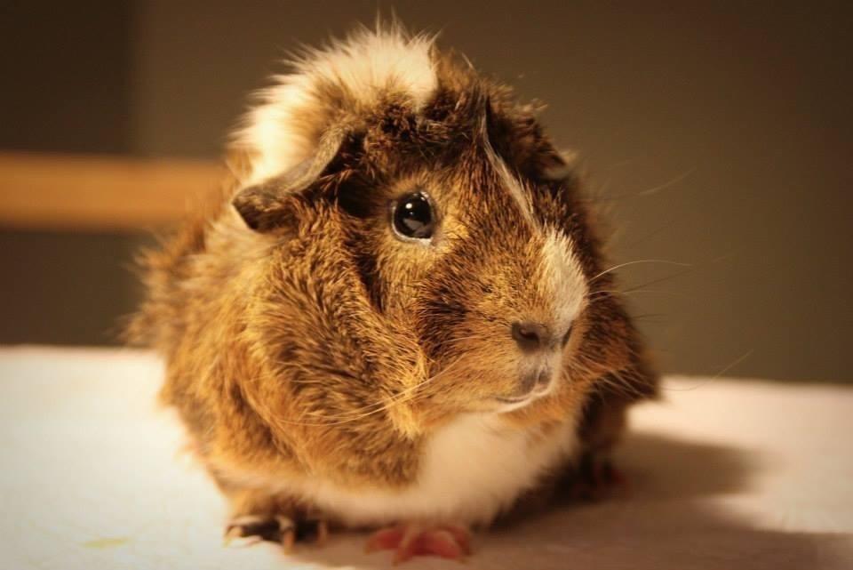 Marsvin Max - Så blev man lige fotomodel :* billede 2