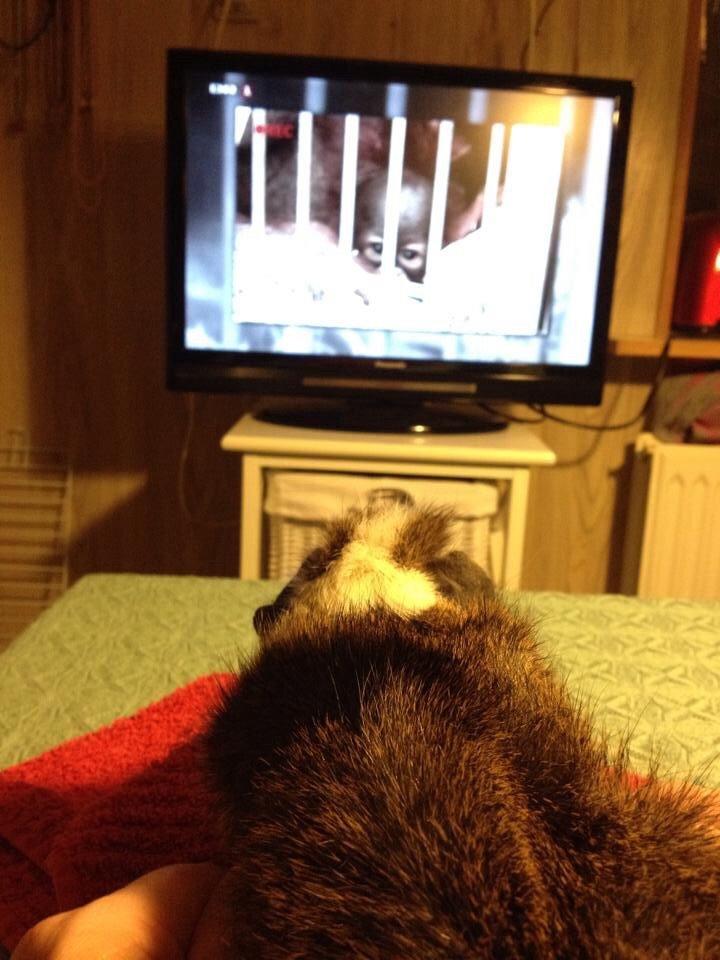 Marsvin Max - Max ser TV :) billede 3