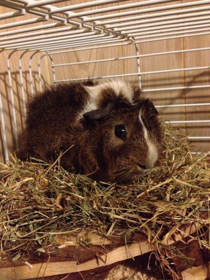 Marsvin Max - Han elsker at ligge på sit hus :) billede 5