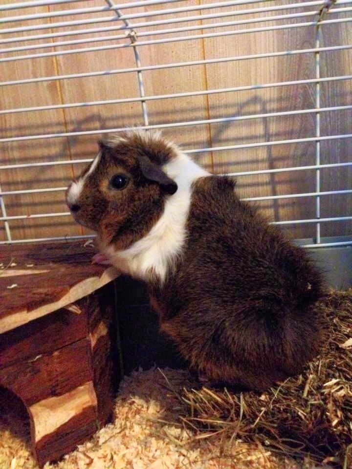 Marsvin Max billede 4