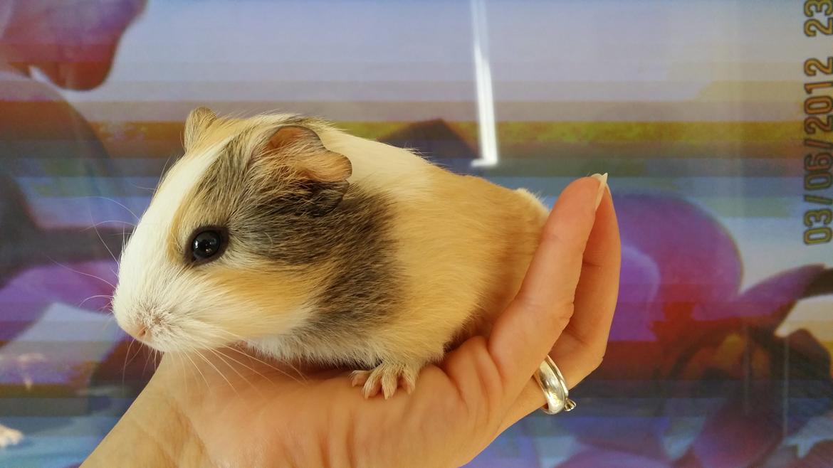 Marsvin Darcey (hvil i fred <3) billede 15