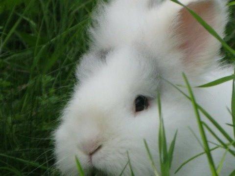 Kanin Hannibal billede 16