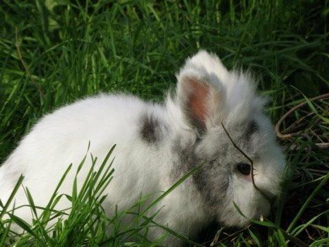 Kanin Hannibal billede 17