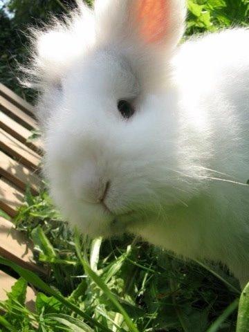 Kanin Hannibal billede 20