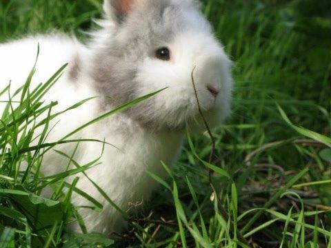 Kanin Hannibal billede 21