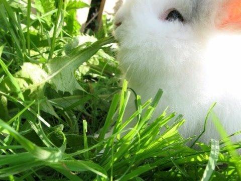 Kanin Hannibal billede 24