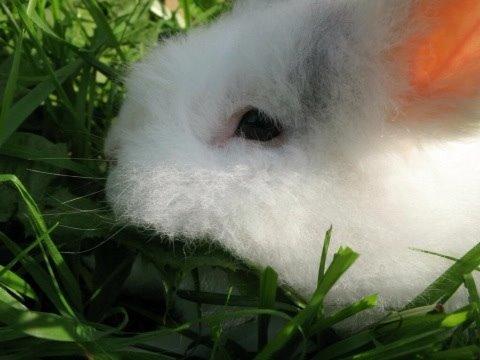 Kanin Hannibal billede 25