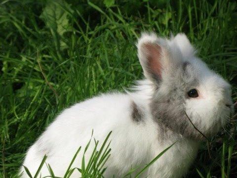 Kanin Hannibal billede 28