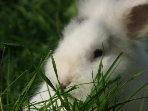 Kanin Hannibal billede 32