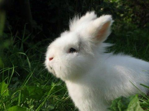 Kanin Hannibal billede 33