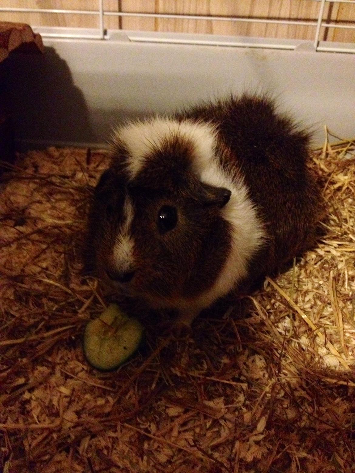 Marsvin Max - Igang med at spise agurk :) billede 6