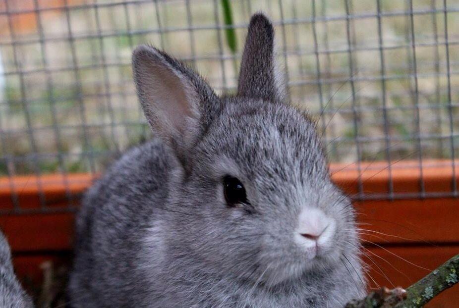 Kanin Ahrenkiels Connor -Hermelin billede 1