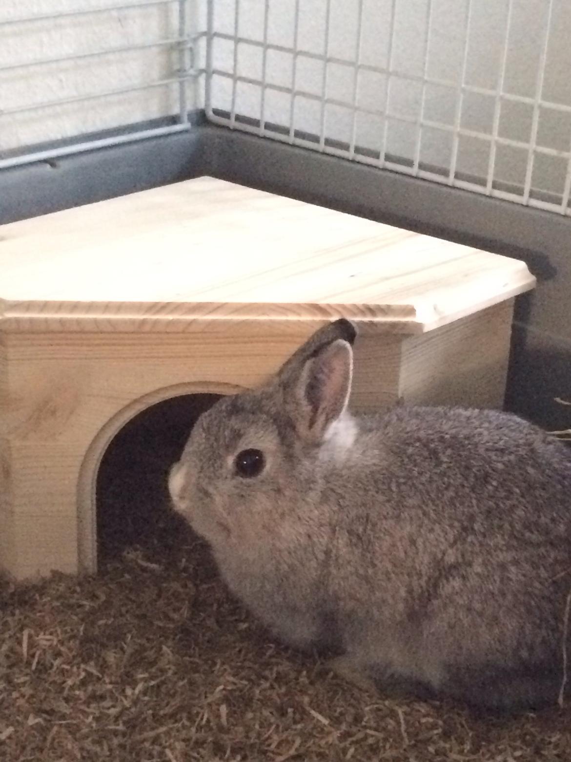 Kanin Ahrenkiels Connor -Hermelin billede 2